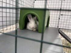 A rabbit resting in the green Zippi rabbit shelter.