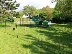 Chicken fencing set up with the walk in run and eglu cube chicken coop in the background.
