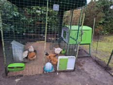 The green Eglu Cube chicken coop attached to a large walk in run.