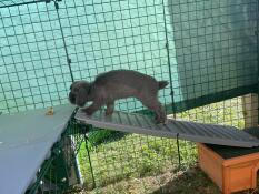 Grey rabbit climbing ramp up to Zippi Platform inside run.