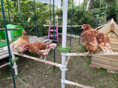 Three chickens resting on the PoleTree perches in their outdoor chicken run.