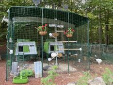 A pole with perches mounted inside a walk-in run with two green chicken coops