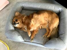 A small dog laying in his grey bed