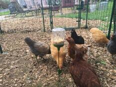 A group of chickens pecking corn out of the Poppy peck toy.