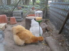 Two chickens pecking at the Poppy Peck Toy.