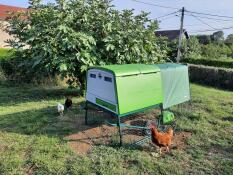 A green Eglu Cube chicken coop with 2m run set up in a garden next to a fig tree.