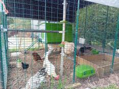 The green Eglu Cube chicken coop set up in a walk in run with the PoleTree and chicken toys and accessories.