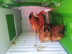 Chickens in the roosting bars of the green Eglu Cube chicken coop.