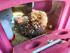 Chicken laying an egg inside nesting box of purple Eglu Cube Chicken Coop.