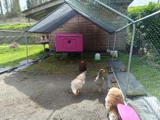 The purple Eglu Cube chicken coop set up in a large garden.