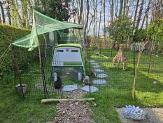 Chickens pecking in the grass next to the green Eglu Cube chicken coop.