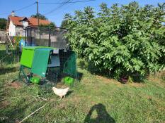 A green Eglu Cube chicken coop with heavy duty cover set up in a garden, next to a fig tree.