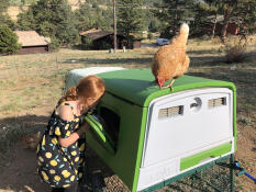 A girl collecting eggs from the Eglu Cube chicken coop with a chicken on top.