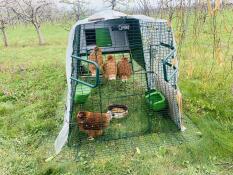 Chickens sitting on a homemade perch in their Eglu Cube run.