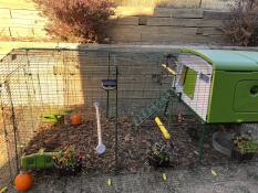 The green Eglu Cube chicken coop with 3m run.