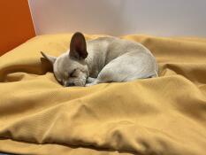 A puppy sleeping on top of the yellow beanbag Topology dog bed.
