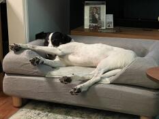 A dog relaxing on his grey bed with bolster topper