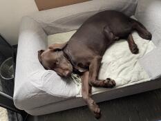 A puppy resting in his grey bed with bolster topper