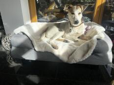 A dog lying in the Topology dog bed with Bolster topper and sheepskin blanket.