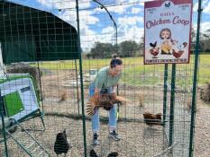 A person with their chickens in the Walk In Run.