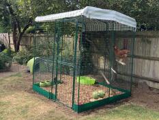 Doris and Aggie in Cluckingham Palace