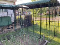 The walk in chicken run set up in a garden.