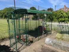 Chickens in their walk in run set up in a garden.