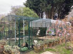 The Walk In Run set up in a garden with the PoleTree and Eglu Cube chicken coop.