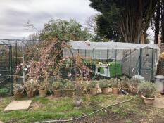 The Walk In Run set up in a garden with the Eglu Cube chicken coop.