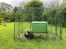 Green Eglu Cube chicken coop and hens inside an Omlet Walk In Run