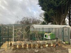 A green walk in run with an Eglu Cube and hentertainment centre