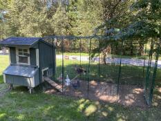 blue painted chicken coop connected to a walk in run with chickens inside