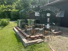 A large walk in chicken run attached to two Eglu Cubes in a garden.