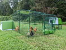 Chickens enjoying their low rise chicken run.