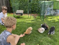 Kids with chickens and Eglu Cube Large Chicken Coop and Run and Omlet Walk in Chicken Run