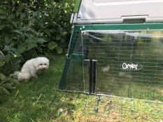 Babette wants to Go to the chickens behind the windbreaker 