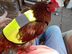 A chicken wearing a high-visibility jacket