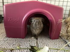 A grey guinea pig inside a purple Zippi Guinea Pig Shelter.