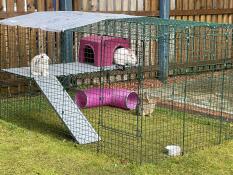 Three rabbits inside their run, using their ramp and platforms