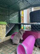 Rabbits in their enclosure