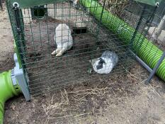 Two rabbits resting in their pen with the zippi tunnel attached to the outside.