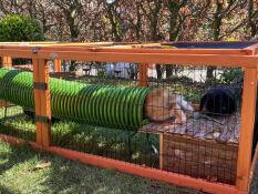 Bunny running inside a green Zippi tunnel within a wooden rabbit run enclosure