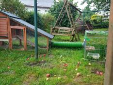 The green Zippi tunnel connecting a wooden hutch to a wooden enclosure.