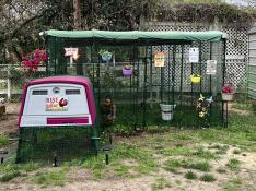 The Chicken Walk In Run set up with the purple Eglu Cube chicken coop.