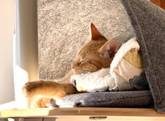 A cat sleeping in the freestyle bamboo platform with felt den.