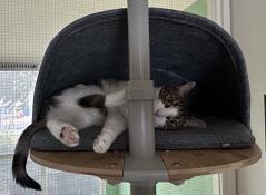 A cat lying in the platform den attached to the freestyle cat tree.