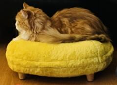 A cat lying on the yellow buttercup Maya Donut Cat Bed.
