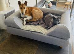 A cat and a dog in a grey bed with a bolster topper