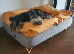 Terrier sleeping on Topology dog bed with yellow beanbag topper and gold hairpin feet.