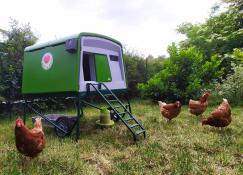 four orange chickens in a garden stood around a large green cube chicken coop